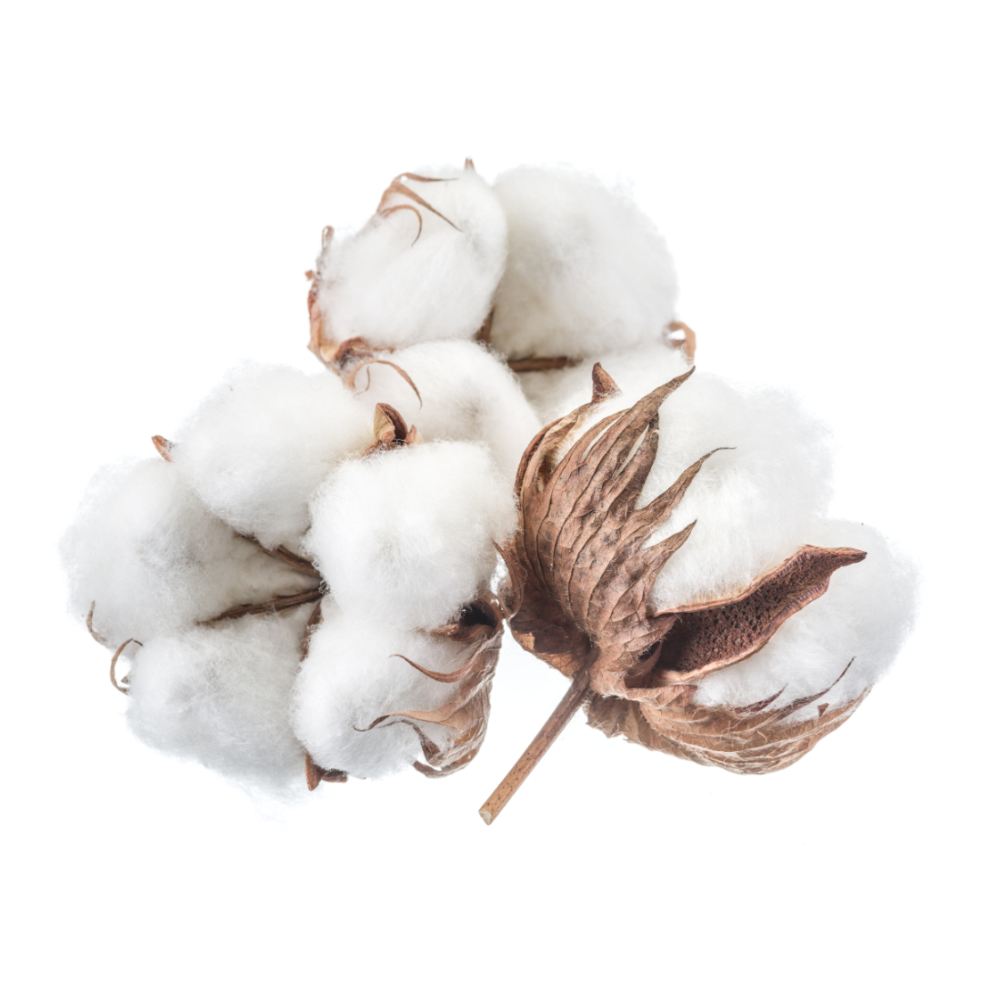 Cotton